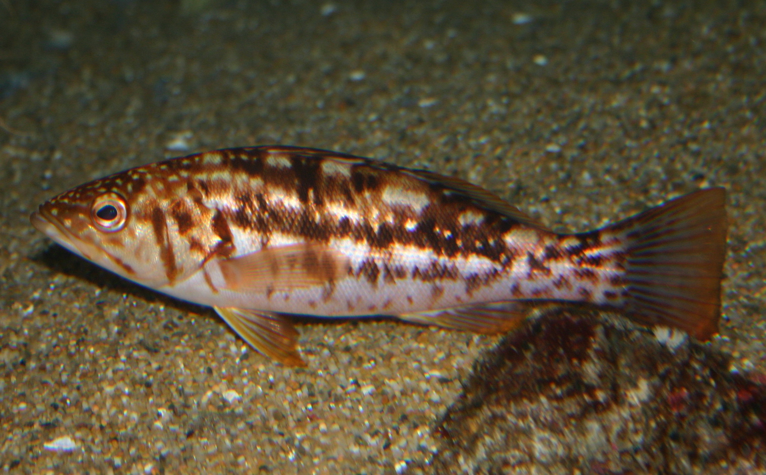 Real calico bass identification reference