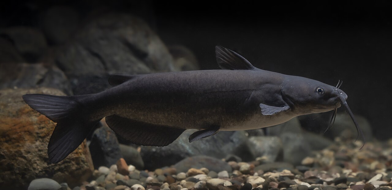 Real Catfish identification reference