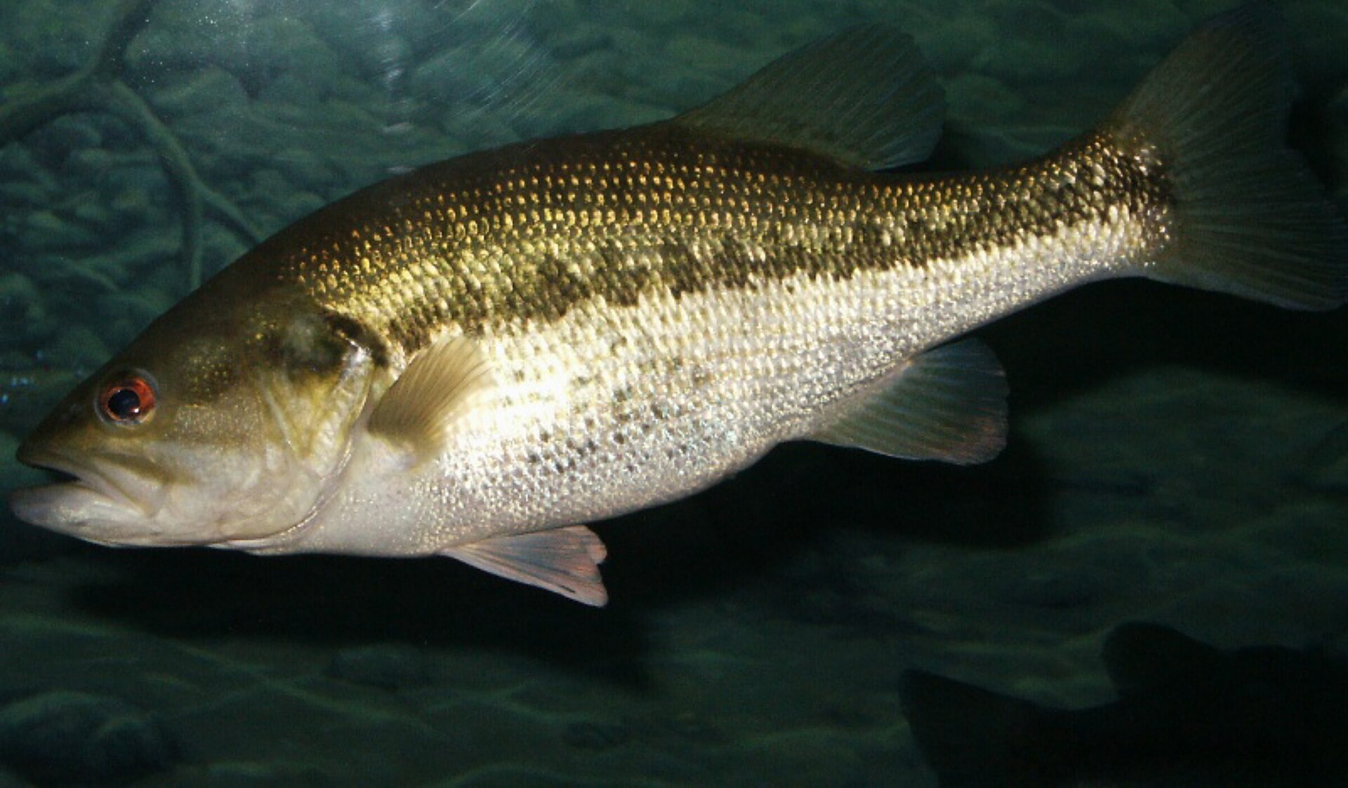 Real Largemouth Bass
