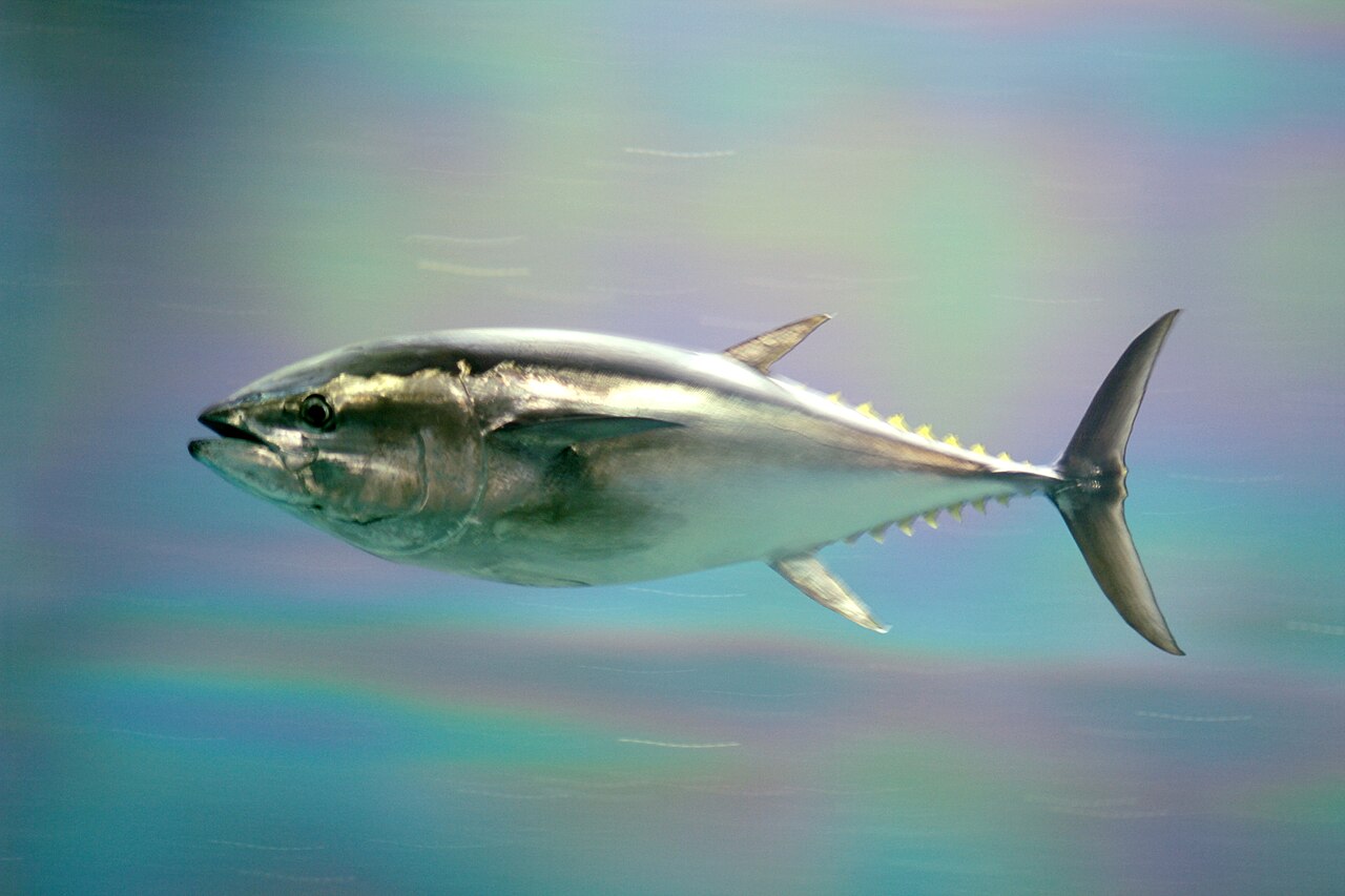 Real Pacific Bluefin Tuna reference