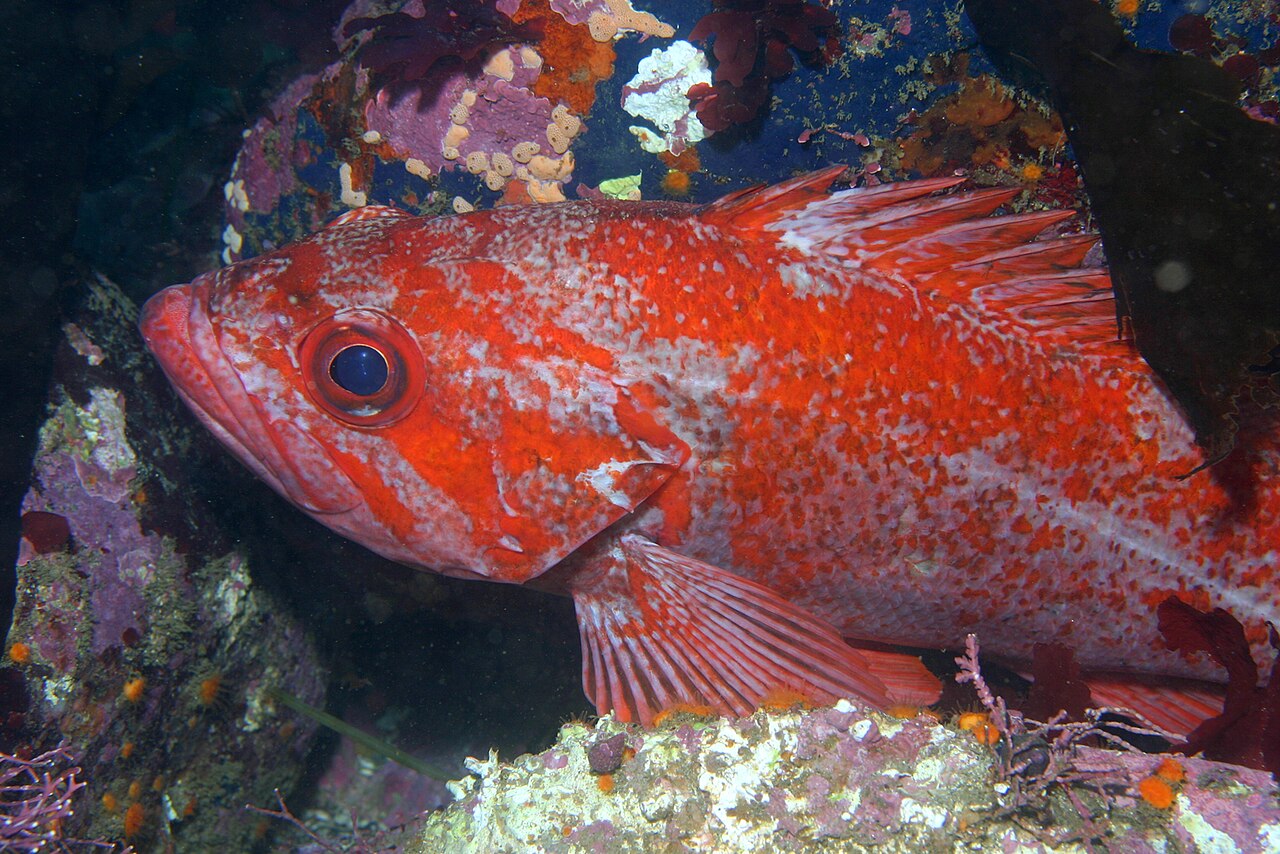 Real Rockfish reference