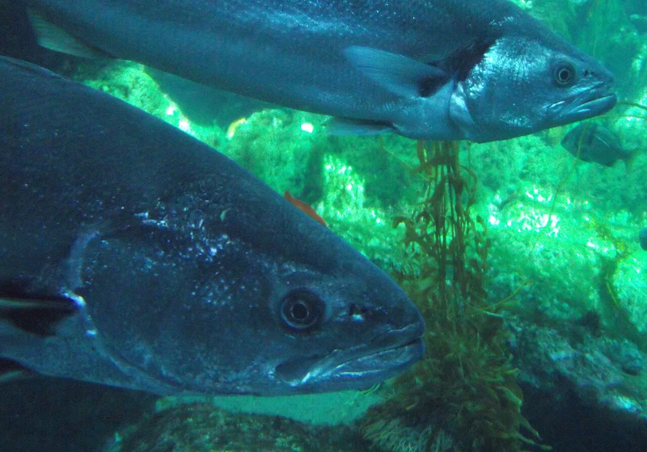 Real White Seabass reference