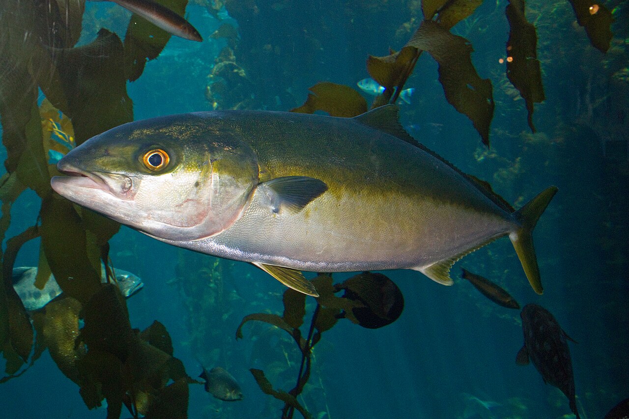 Real Yellowtail reference
